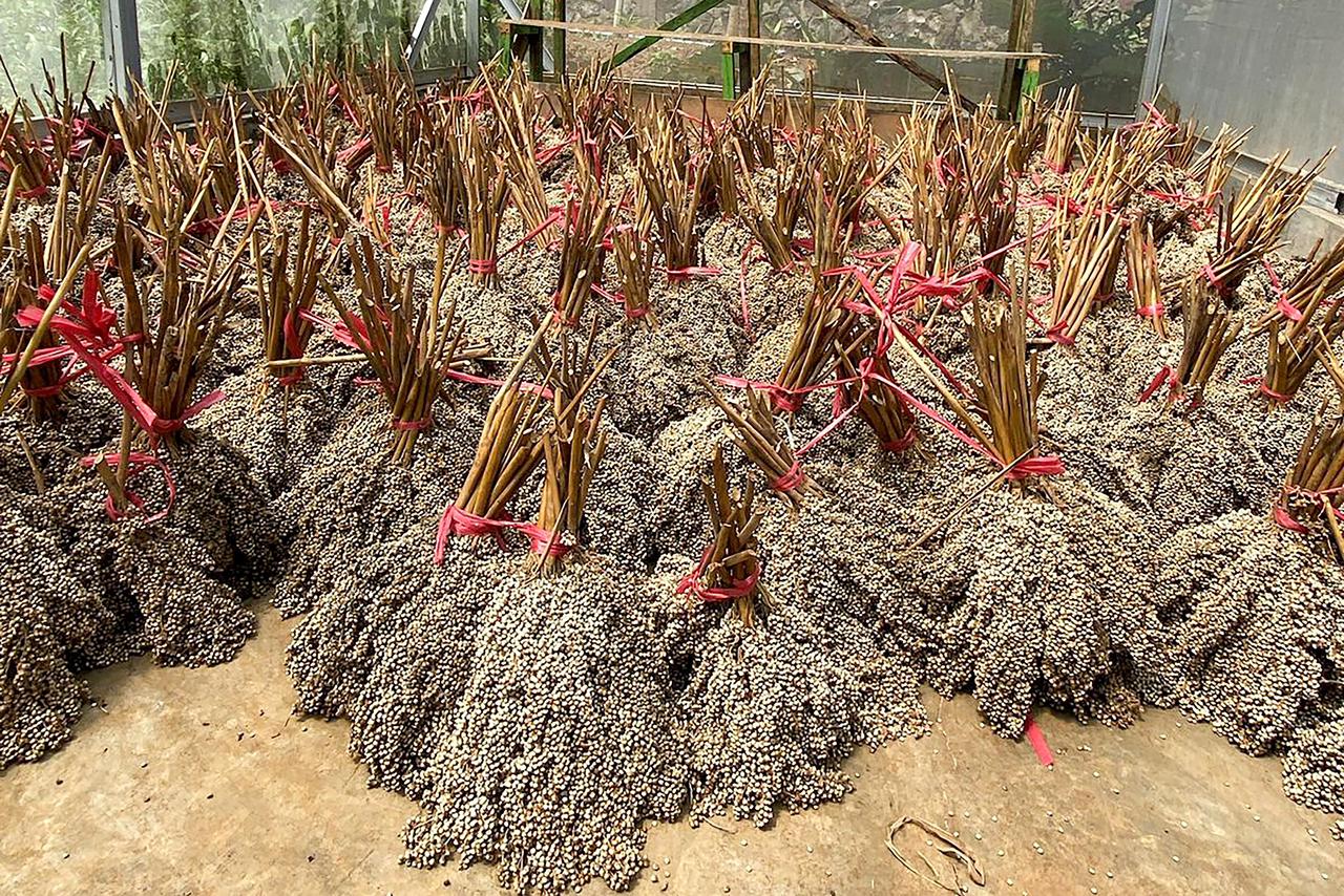 PLN EPI Gandeng Sorbu Agro Energi Kembangkan Bioenergi Sorgum di Gorontalo